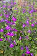 Image result for Salvia microphylla Christine Yeo