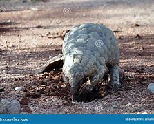 Image result for Pangolin Eating Ants