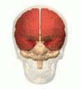 Image result for 4 Main Parts of the Brain