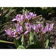 Image result for Dodecatheon meadia