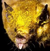 Image result for Bat Mammal