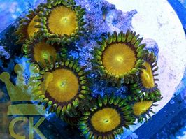Image result for King Midas Zoa