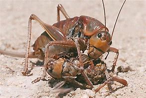Image result for Cricket Man Bug