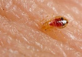 Image result for Large Bed Bugs