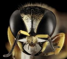 Image result for Insect Faces Up Close