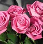 Image result for Crip Wallpaper with Rose