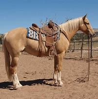 Image result for Palomino Horse Barrel Racing