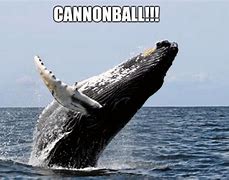 Image result for Happy Whale Meme