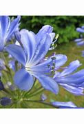 Image result for Agapanthus Sunfield (Trumpet-Group)