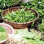 Image result for Microgreens Free No Copyright