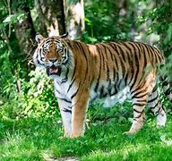 Image result for Siberian Tiger Animals