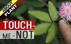 Image result for Don't Touch Me Plant