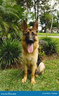 Image result for German Shepherd Dog Sitting