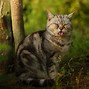 Image result for Stray Cats in Japan