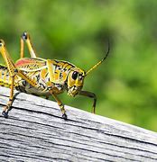 Image result for Cricket Insect Sound