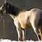 Image result for Moroccan Barb Horse