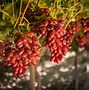 Image result for red grape varieties