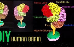 Image result for Brain Model Craft