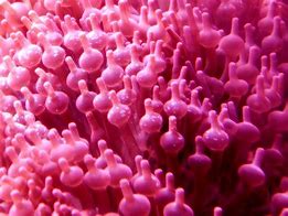 Image result for Coral Pink Objects
