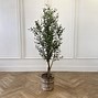 Image result for Small Olive Tree