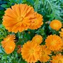 Image result for calendula_officinalis