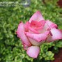 Image result for Kordes Perfecta Hybrid Tea Rose