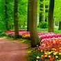 Image result for Nature Laptop Wallpaper HD