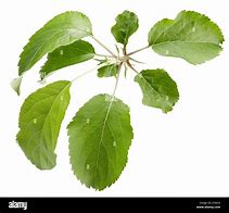 Image result for Apple Leaves