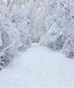 Image result for Winter Forest Portrait Background