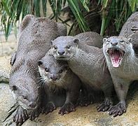 Image result for Otter Friends