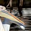 Image result for Pelican Like Bird