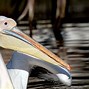 Image result for Giant Pelican Noosa