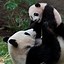 Image result for Giant Panda Characteristics