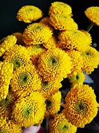 Image result for Spray Chrysanthemum