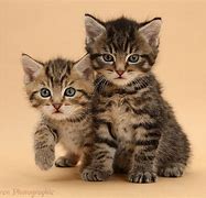 Image result for 2 Cute Cats