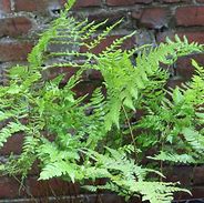 Image result for Dryopteris championii