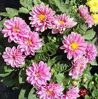 Image result for Dahlia Missis Trucella