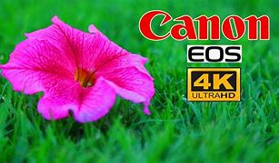 Image result for Canon 4K Display