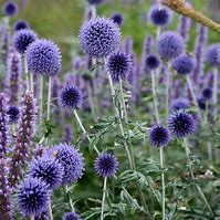Image result for Echinops ritro