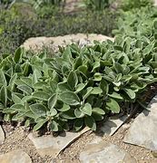 Image result for Stachys byzantina Big Ears