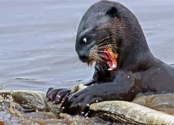 Image result for Scary Otter