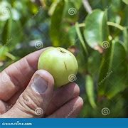 Image result for Manchineelthe Little Apple of Death