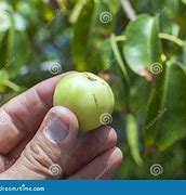 Image result for Manchineel Fruit Aka Little Apple of Death