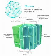 Image result for floema