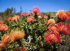 Image result for Exotic South African Plants List