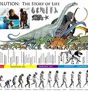 Image result for Class 12 Evolution Timeline Chart