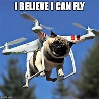 Image result for Weenie Dog Flying Meme