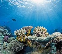 Image result for coral�f3ro