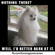 Image result for Pomeranian Dog Meme