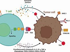 Image result for Chat T-cell